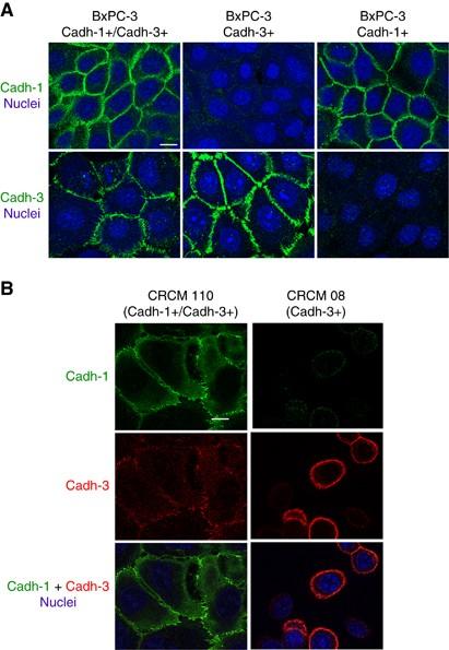 ELISA  CADH3 anti-