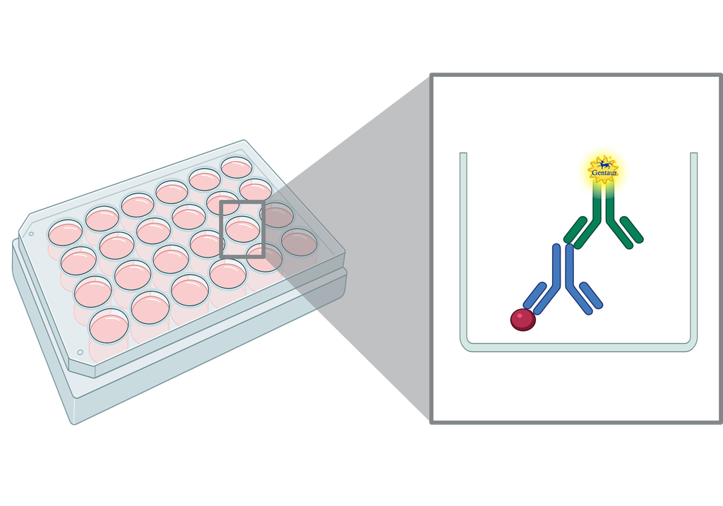 ELISA  AGBL2 anti-