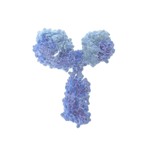 CDK2 (Human) IP-WB Antibody Pair