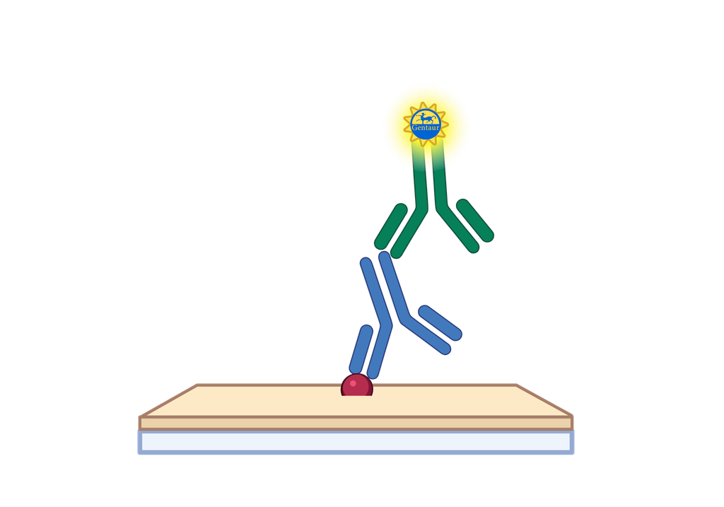 ELISA   ABHD18 Antibody, FITC  