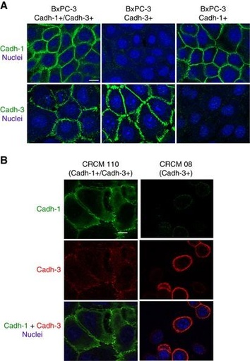 [FNab10067] ELISA  CADH3 anti-